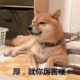 萌寵 狗 柴犬 就你厲害嘍 贊