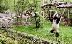 熊猫 国宝 动物 躺卧
