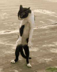 跳舞 有趣的 猫 跳舞 凯蒂