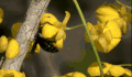 BBC 加拉帕戈斯群岛 动物 厄瓜多尔 木蜂 纪录片 花朵 采蜜