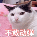 不敢动弹 猫