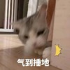 萌宠 喵星人 气到锤他 打你 搞怪 逗