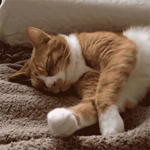 猫咪 喵星人 睡觉 搞笑 可爱