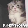萌宠 喵星人 我的心好痛 难受 呆萌 可爱