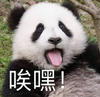 萌宠 熊猫 唉嘿 打招呼 搞怪 呆萌
