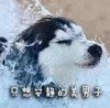 安静美男子 斗图 哈士奇 搞笑 可爱