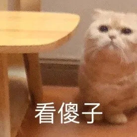 萌宠 猫星人 看傻子 可爱 呆萌 可爱