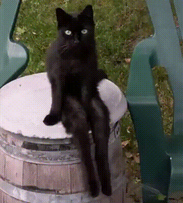 猫咪 逗比 无聊 眼神
