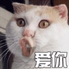 萌宠 猫 喵星人 爱你 亲亲 soogif soogif出品