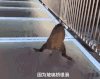 动物 野生 山猪 新闻 现场 搞笑 可爱