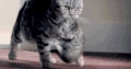 猫 可爱 卖萌
