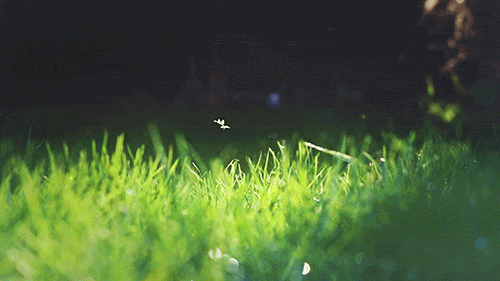 蚊子 草地 绿色 夜晚