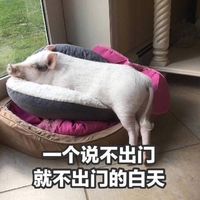 猪 一个说不出门 就不出门的白天 睡觉