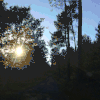 深林 风景 soogif soogif出品