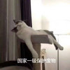 萌宠 猫星人 国家一级保护废物 难受 呆萌 可爱