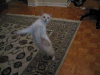 猫咪 喵星人 跳舞 搞笑 可爱