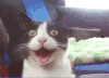 猫咪 可爱 萌宠 搞笑