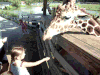 长颈鹿 舔 动物园 小女孩 可爱 giraffe