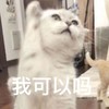 萌宠 喵星人 我可以吗 我行吗 搞怪 逗