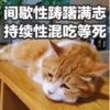 萌宠 喵星人 踌躇满志 混吃等死 可爱 憨憨
