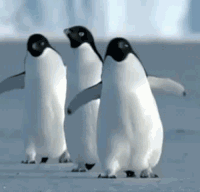企鹅动物搞笑滑到落水gif动态图_表情包-soogif