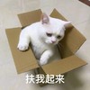萌宠 猫星人 扶我起来 我可以的 呆萌 可爱