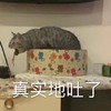 萌宠 猫星人 真实地吐了 呕心 呆萌 可爱