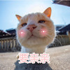 萌宠 猫星人 要亲亲 害羞 呆萌 可爱