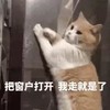 萌宠 猫星人 把窗户打开 我走就是了 搞怪 呆萌