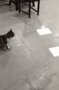 猫咪 喵星人 搞笑 可爱