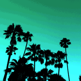 棕榈树 加利福尼亚 丰富多彩 天空