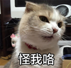 萌宠 猫星人 怪我咯 无奈 呆萌 可爱