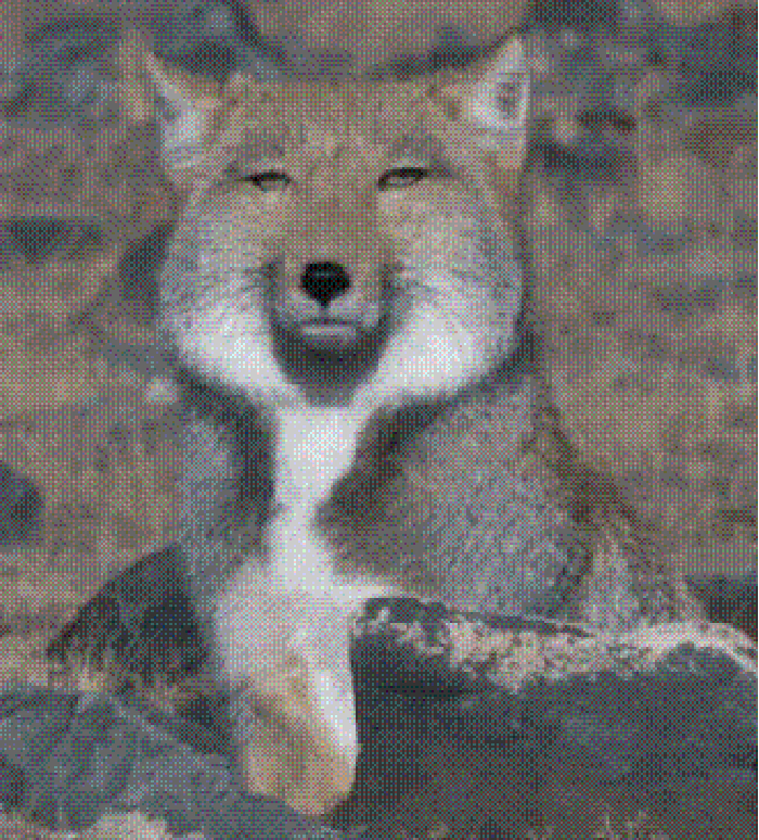 狐狸 眯眯眼 呆萌 搞笑