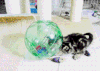 地板 球 猫咪 玩耍