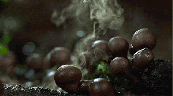 烟雾弹 蘑菇 生长 长得有点丑