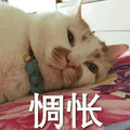 惆怅 猫