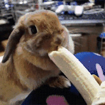 萌宠 兔兔 吃水果 卖萌 可爱