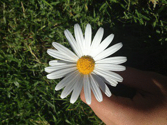 花朵 转动 白色 草地