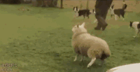 狗狗 玩耍 搞笑 弹跳