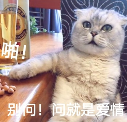 萌宠 喵星人 猫咪 饭圈 迷妹