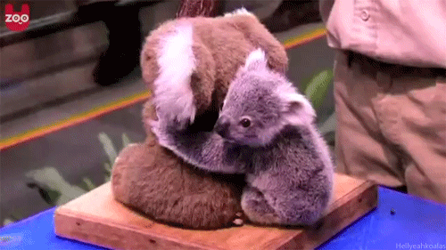 考拉 宝宝 萌化了 动物 koala 动物园