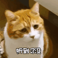 萌宠 猫星人 听到了没 呆萌 可爱