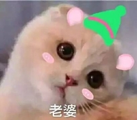 猫咪 喵星人 老婆 萌萌哒 可爱