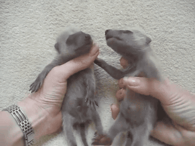浣熊 raccoon 幼崽 双胞胎
