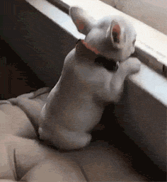 小狗 揪耳朵 趴窗台 可爱