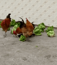 三只鸡欺负一只鸭  群殴   青菜   食物