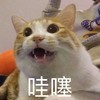 萌宠 喵星人 哇塞 吃惊 呆萌 可爱