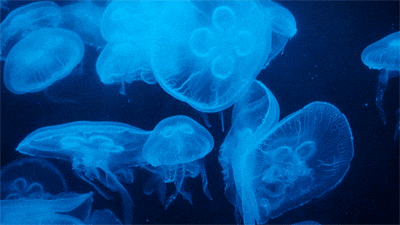 海底世界 水母 晶莹剔透 漂亮