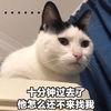 萌宠 猫星人 十分钟过去了 他怎么还不来哄我 呆萌 可爱