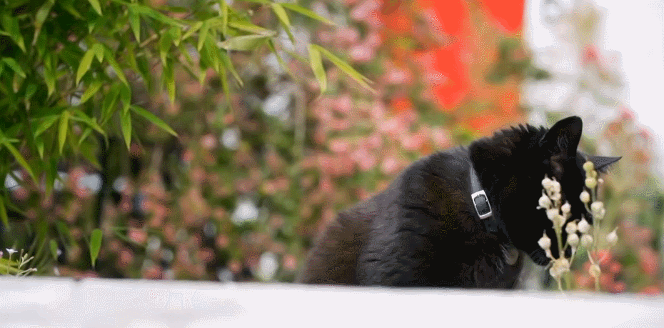 对猫的发现 猫咪 纪录片 黑猫